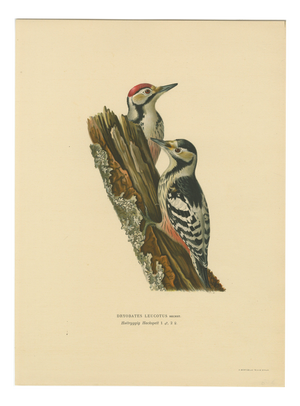 Swedish White-Backed Woodpecker on Woodland Trunk with Bird Print, 1929