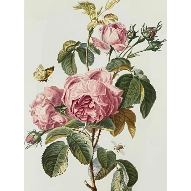 1960s Vintage Botanical Rose Rosa Centifolia After Van Spaendonck Gilt Framed Print 1960's For Sale - Image 5 of 13