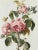 1960s Vintage Botanical Rose Rosa Centifolia After Van Spaendonck Gilt Framed Print 1960's For Sale - Image 5 of 13