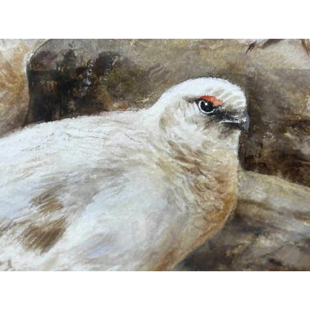 White Ornithology Watercolor Highland Moors Wildlife Covey of Ptarmigan Game Birds by Neil Cox For Sale - Image 8 of 12