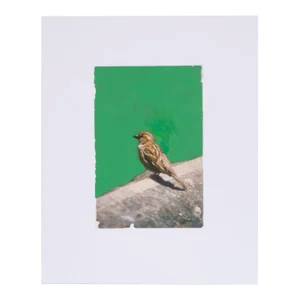 Original Signed James Sprouse "Bird" Painting 2001