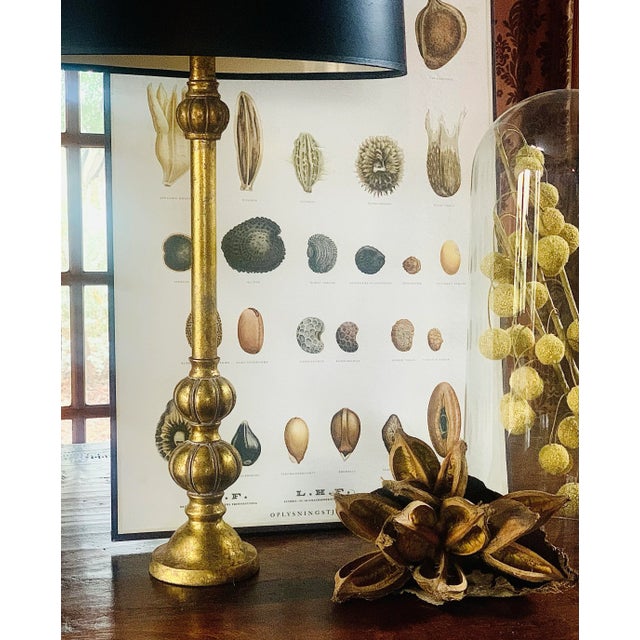 A rare vintage, botanical seed poster illustrating different seed types. Produced for the Information Service for...