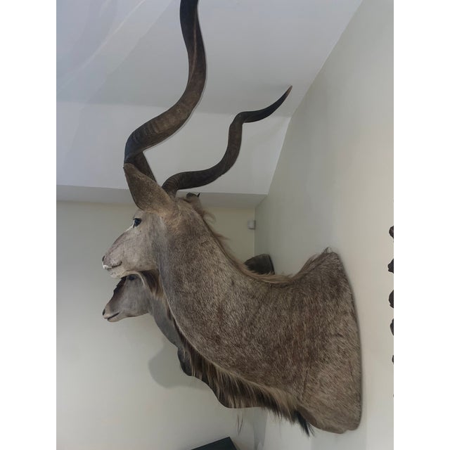 Vinatge African Kudu Taxidermy Shoulder Mount-Very Large For Sale In San Diego - Image 6 of 9