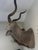 Vinatge African Kudu Taxidermy Shoulder Mount-Very Large For Sale In San Diego - Image 6 of 9