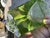 Glass Murano Green Triangular Faceted Art Glass Vase by Bucella Cristalli, 1960s For Sale - Image 7 of 14