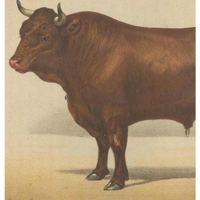 19th Century Borie, Salers Bull, French Cattle Breed, 1863, Chromolithograph For Sale - Image 5 of 9