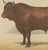 19th Century Borie, Salers Bull, French Cattle Breed, 1863, Chromolithograph For Sale - Image 5 of 9