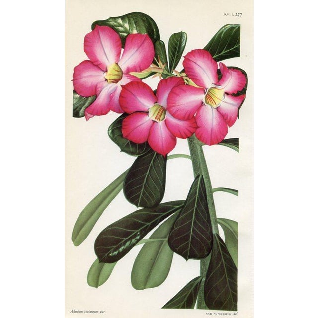 Vintage Botanical Prints by Ann Webster, Curtis's Botanical Magazine, Set of 4 Original Botanical Prints, England For Sale - Image 4 of 5