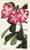 Vintage Botanical Prints by Ann Webster, Curtis's Botanical Magazine, Set of 4 Original Botanical Prints, England For Sale - Image 4 of 5