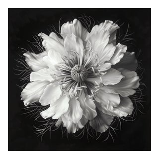 Nigella Damascena Flower - Black and White Botanical Photography | Unframed For Sale