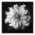Nigella Damascena Flower - Black and White Botanical Photography | Unframed For Sale