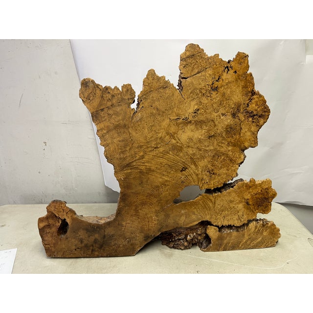 Made and signed by Allan Koidahl, a Seattle-based wooden ware artist. Great burl wood piece which can be displayed with...