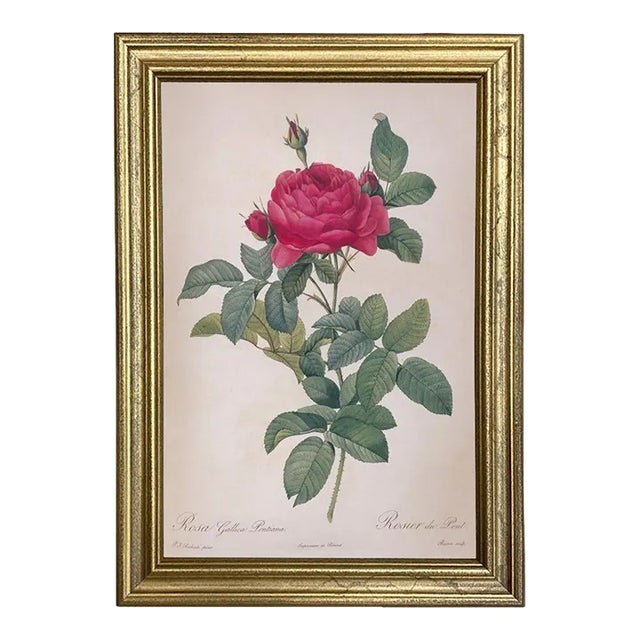Rosa Gallica Pontiana Bridge Rose Vintage Color Illustration Reproduction Print Behind Glass in Gold Frame For Sale