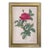 Rosa Gallica Pontiana Bridge Rose Vintage Color Illustration Reproduction Print Behind Glass in Gold Frame For Sale