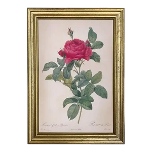 Rosa Gallica Pontiana Bridge Rose Vintage Color Illustration Reproduction Print Behind Glass in Gold Frame