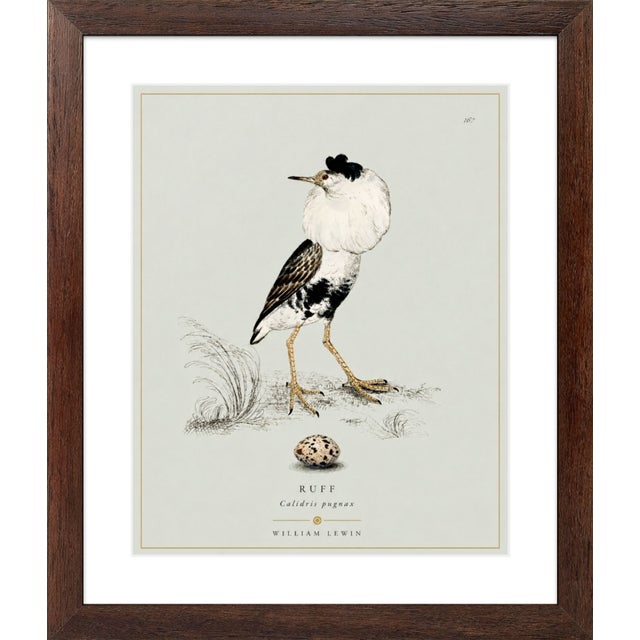 Robin's Egg Blue William Lewin 1789 Waterbirds Fine Art Gallery Board Print - The Ruff For Sale - Image 8 of 11