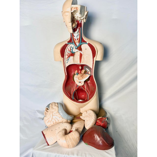 1990s Denoyer Geppert Human Body Torso Anatomical Model 36 For Sale - Image 5 of 12