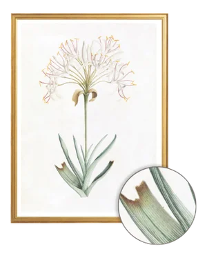Celerie Kemble Curated Australian Botanical VI (36x48) in Gold Frame