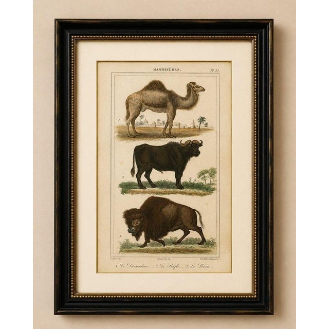 Buffon Dromedary Camel, Buffalo & Bison Hand-Colored Engraving, c. 1835 : Original antique hand-colored engraving titled...
