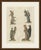 This antique bird print from bertuch's bilderbuch shows the woodpeckers and other tree climbing birds of european forests....
