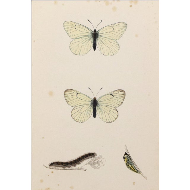 19th Century Antique Morris Butterfly Print Hand Colored Lithograph 1853 For Sale - Image 4 of 4