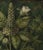 Grisaille Dark Green Flowers - Botanical Fine Art Print Dimensions: Print size (in): 18 x 18 (additional white borders for...