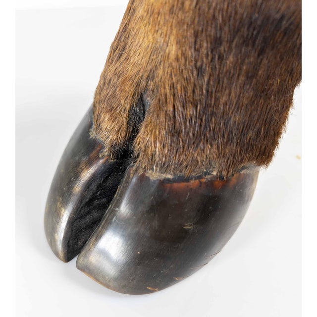 19th Century Victorian Taxidermy Moose Hoof Knuckle Box or Ashtray For Sale - Image 10 of 10