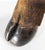 19th Century Victorian Taxidermy Moose Hoof Knuckle Box or Ashtray For Sale - Image 10 of 10