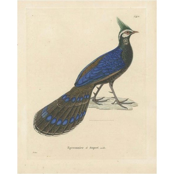 Nicolas Huet and Jean Gabriel Prêtre, Palawan Peacock-Pheasant, 1838, Paper For Sale - Image 6 of 6