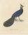 Nicolas Huet and Jean Gabriel Prêtre, Palawan Peacock-Pheasant, 1838, Paper For Sale - Image 6 of 6