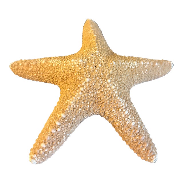 Large Natural Jungle Starfish For Sale