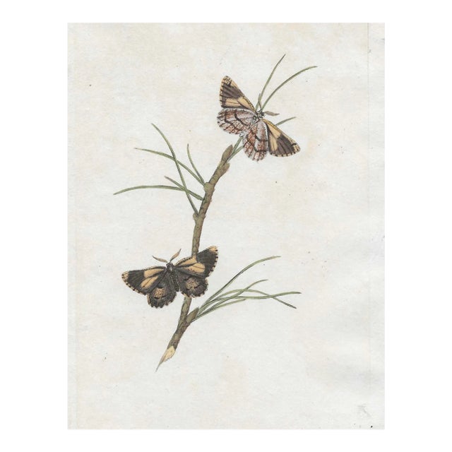 Pine Moth Antique English Handcorloed Engraving For Sale