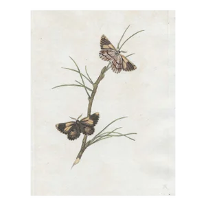 Pine Moth Antique English Handcorloed Engraving