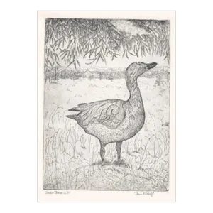 Jane KIlduff Snow Goose Etching
