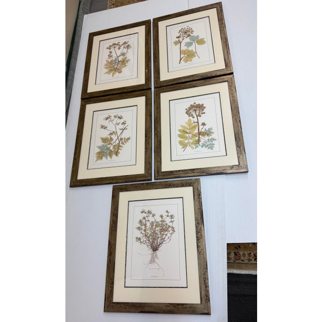 Design Plus Gallery presents a Set of Five Botanical Prints from Lussier Lajoie Framing. The art pieces are all...