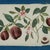 Early 19th Century Set of Nine Antique Chinese Botanical Fruit Paintings on Pith Paper For Sale - Image 5 of 18