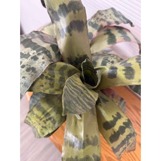 Plastic Artificial Vriesea Hieroglyphica Plant + Vase For Sale - Image 7 of 12