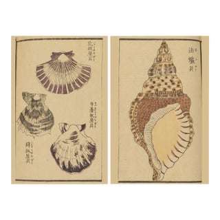 Vintage Japanese Seashell Studies Diptych, Woodblock Print Reproduction Set, 16" X 24" For Sale