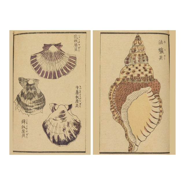 Vintage Japanese Seashell Studies Diptych, Woodblock Print Reproduction Set, 16" X 24" For Sale