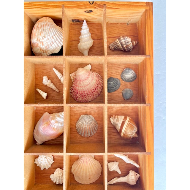 Pair Vintage Folk Art Shadow Boxes With Seashell Collection Coastal Boho Chic For Sale - Image 15 of 18
