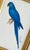 This hand-painted blue parrot is painted in rich shades of cobalt, teal, and deep blue, with fine detailing throughout the...