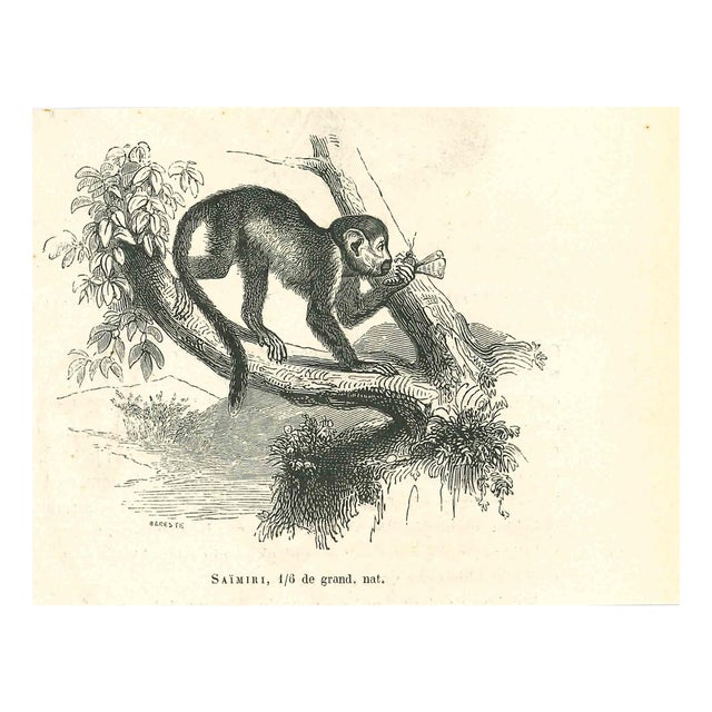 Paul Gervais, The Monkey, 1854, Lithograph For Sale