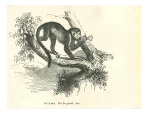 Paul Gervais, The Monkey, 1854, Lithograph