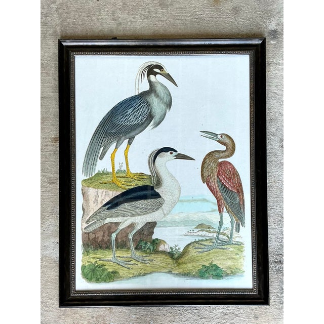 Vintage Audubon Print of Three Birds For Sale - Image 11 of 12