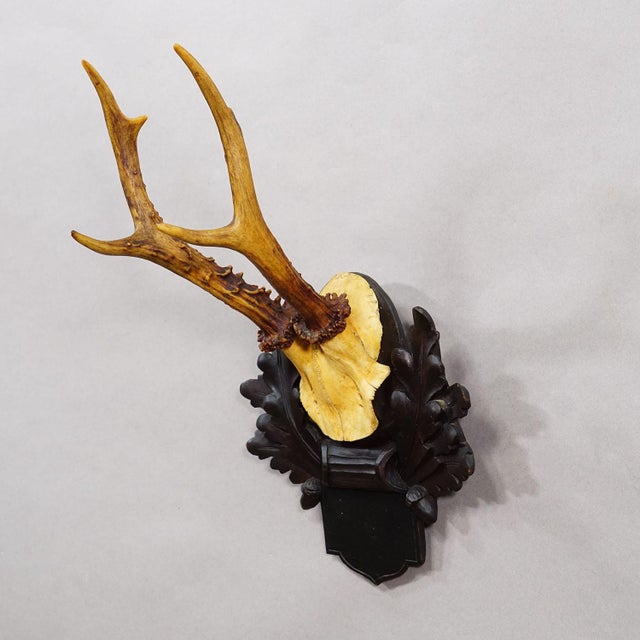 Rustic European Antique Black Forest Red Deer Trophy on Carved Plaque, Germany 1900 For Sale - Image 3 of 5