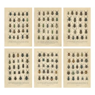 Calwer, Weevil Beetles, Curculionidae Plates, 1893, Chromolithographs, Set of 6 For Sale