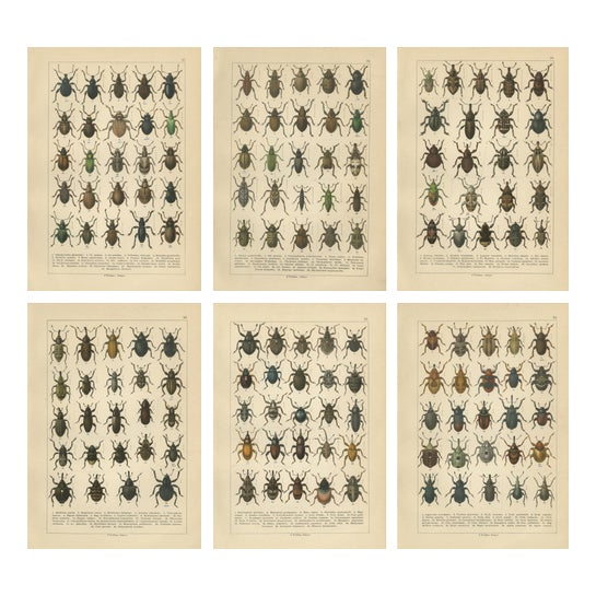 Calwer, Weevil Beetles, Curculionidae Plates, 1893, Chromolithographs, Set of 6 For Sale