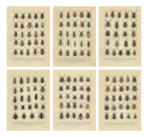 Calwer, Weevil Beetles, Curculionidae Plates, 1893, Chromolithographs, Set of 6