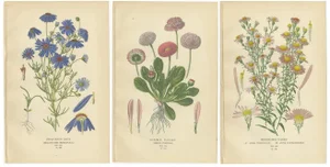 Swan River Daisy and Double Daisies and Michaelmas Daisies, 1897, Paper, Set of 3