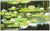 Contemporary Late 20th Century Lily Pond, Seitoku Igarashi For Sale - Image 3 of 4